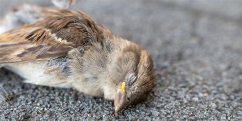 鳥死|全国各地で起きている鳥の大量死の謎 ドバト カラス